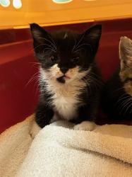 Shelter Stray Female Cat last seen BARR LAKE STATE PARK, 12155 Park Blvd, Brighton, CO 80601, USA
