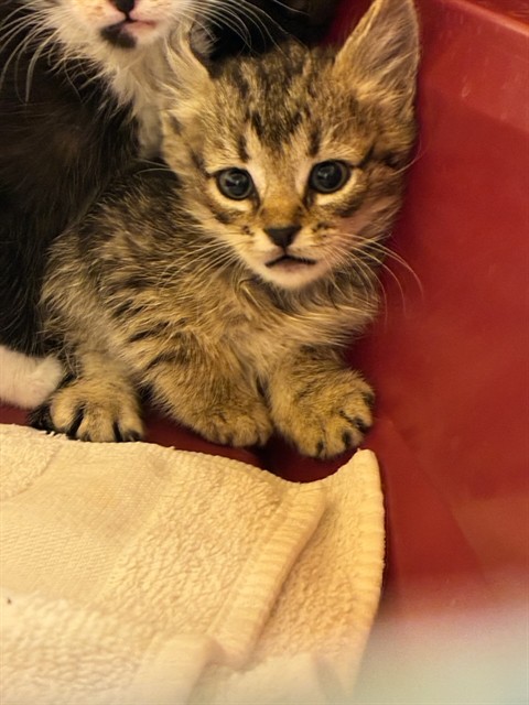 Shelter Stray Female Cat last seen BARR LAKE STATE PARK, 12155 Park Blvd, Brighton, CO 80601, USA