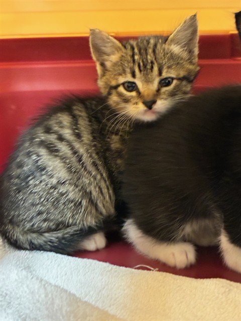 Shelter Stray Female Cat last seen BARR LAKE STATE PARK, 12155 Park Blvd, Brighton, CO 80601, USA