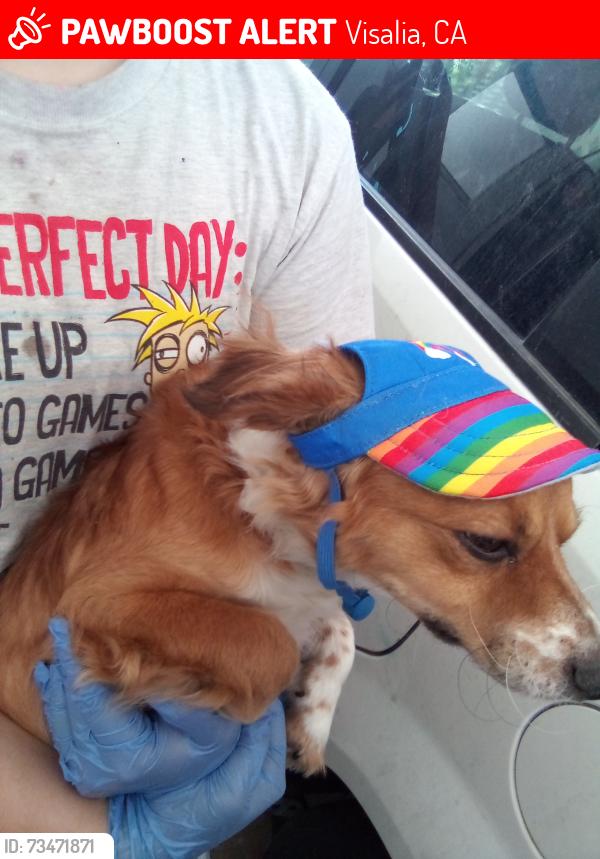Lost Male Dog last seen Goshen Ave, Visalia, CA 93291