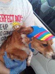 Lost Male Dog last seen Goshen Ave, Visalia, CA 93291