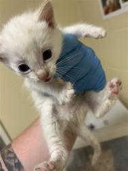 Shelter Stray Female Cat last seen SOUTH AVE & WILLOW ST, 2127 Front St, Sacramento, CA 95818, USA