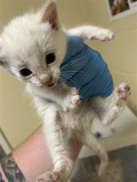 Shelter Stray Female Cat last seen SOUTH AVE & WILLOW ST, 2127 Front St, Sacramento, CA 95818, USA