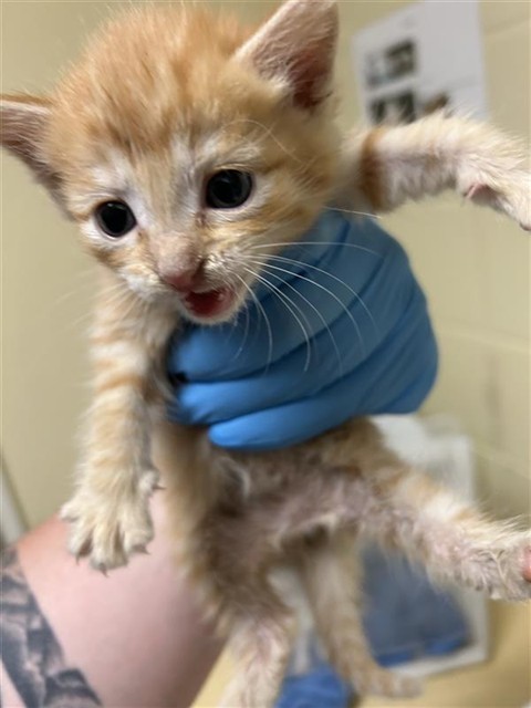 Shelter Stray Female Cat last seen SOUTH AVE & WILLOW ST, 2127 Front St, Sacramento, CA 95818, USA