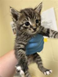 Shelter Stray Male Cat last seen SOUTH AVE & WILLOW ST, 2127 Front St, Sacramento, CA 95818, USA