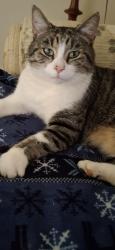 Lost Male Cat last seen Big Dawg, Campbellsville, KY 42718