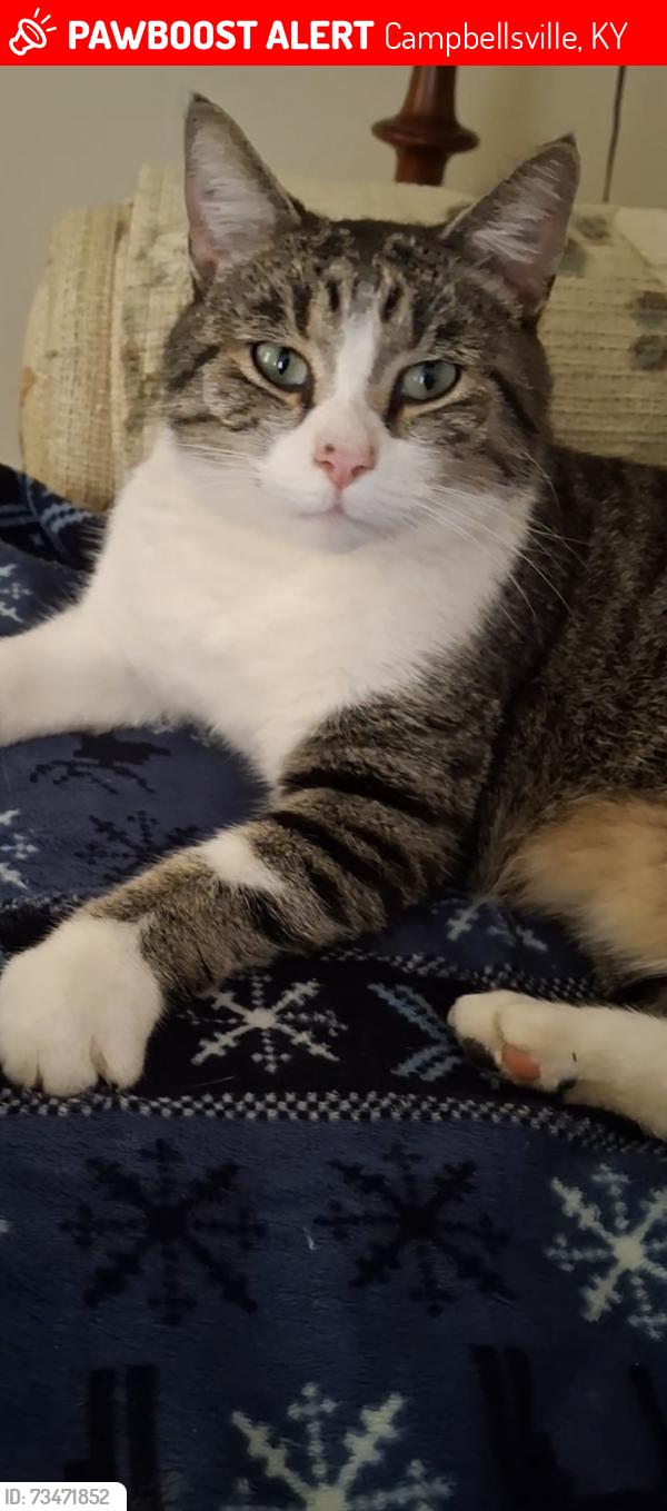 Lost Male Cat last seen Big Dawg, Campbellsville, KY 42718