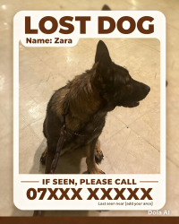 Lost Female Dog last seen Wensleydale, West Midlands, England B42 1PN