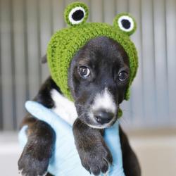 Shelter Stray Male Dog last seen REMOLINO, 4710 TX-151, San Antonio, TX 78227, USA