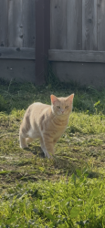 Lost Female Cat last seen 12th Ave and Graham St, Hanford, CA 93230