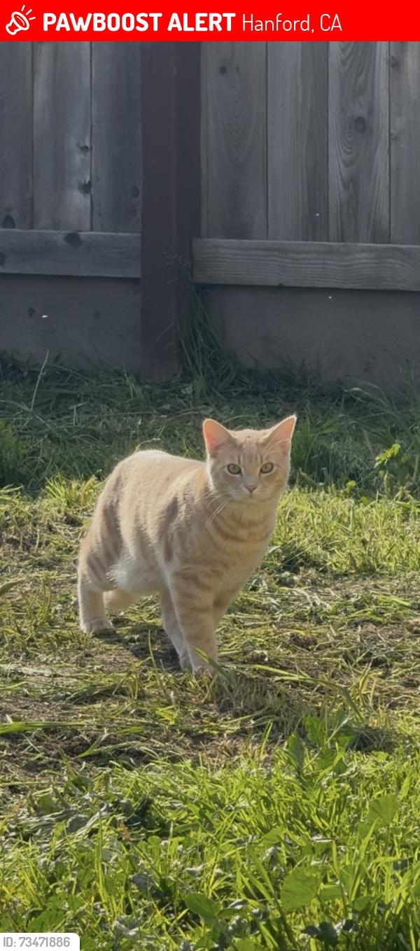 Lost Female Cat last seen 12th Ave and Graham St, Hanford, CA 93230