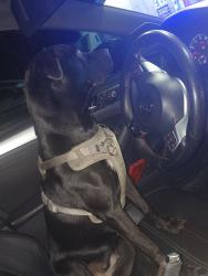 Lost Female Dog last seen Townsend, Brunswick, GA 31520