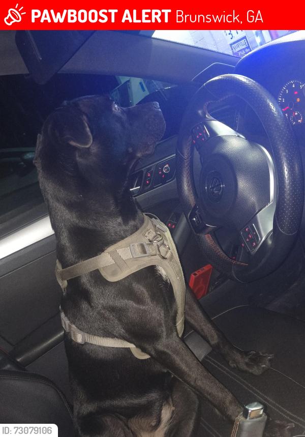 Lost Female Dog last seen Townsend, Brunswick, GA 31520