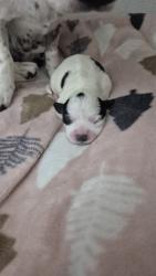 Shelter Stray Female Dog last seen , 232 Eslinger Way, Sanford, FL 32773, USA