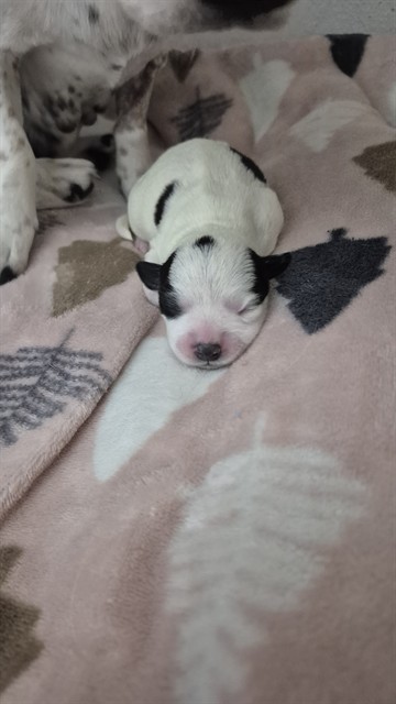 Shelter Stray Female Dog last seen , 232 Eslinger Way, Sanford, FL 32773, USA