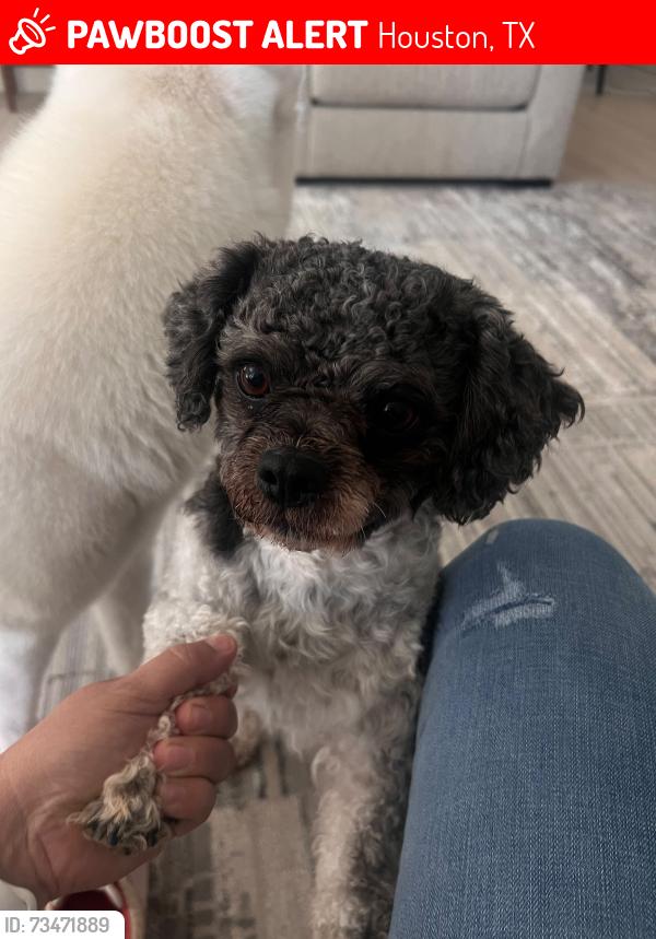 Lost Male Dog last seen Near Montclair apmts Concord st, Houston, TX 77036