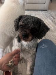 Lost Male Dog last seen Near Montclair apmts Concord st, Houston, TX 77036
