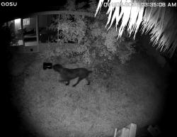 Found/Stray Unknown Dog last seen Near block SW Jaslo Ave, Port St. Lucie, FL 34953