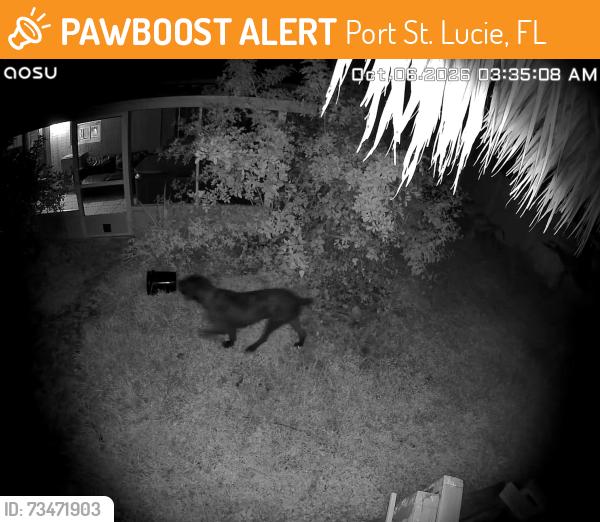 Found/Stray Unknown Dog last seen Near block SW Jaslo Ave, Port St. Lucie, FL 34953