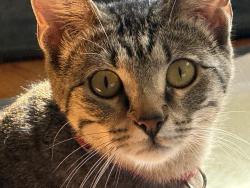 Reunited Female Cat last seen Addison and Kimball, Chicago, IL 60618
