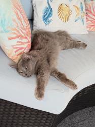 Reunited Female Cat last seen King Richard rd between hammock dr and Allan adale rd, Melbourne, FL 32935