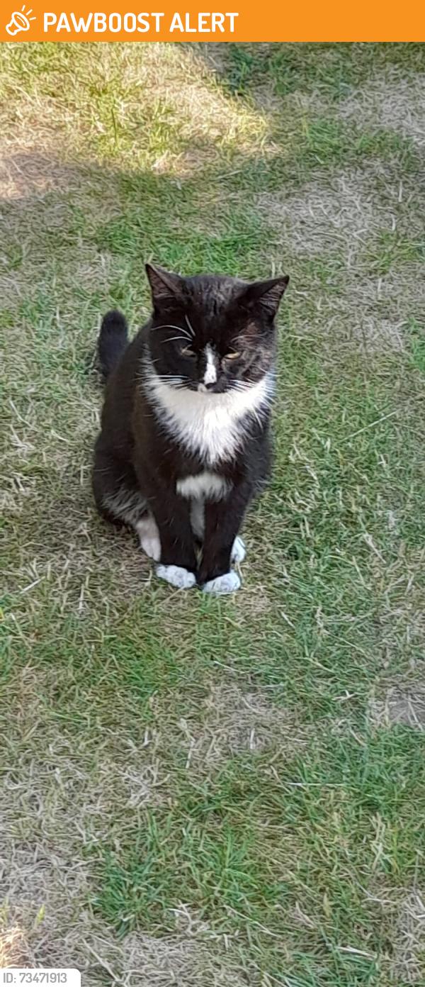 Found/Stray Male Cat last seen Near Kelsull Croft, Fordbridge, England B37 5HH