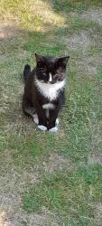 Found/Stray Male Cat last seen Near Kelsull Croft, Fordbridge, England B37 5HH