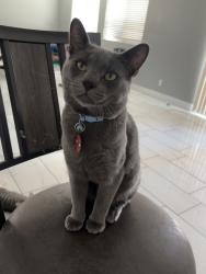 Lost Male Cat last seen 102rd Raymond st, Tolleson, AZ 85353
