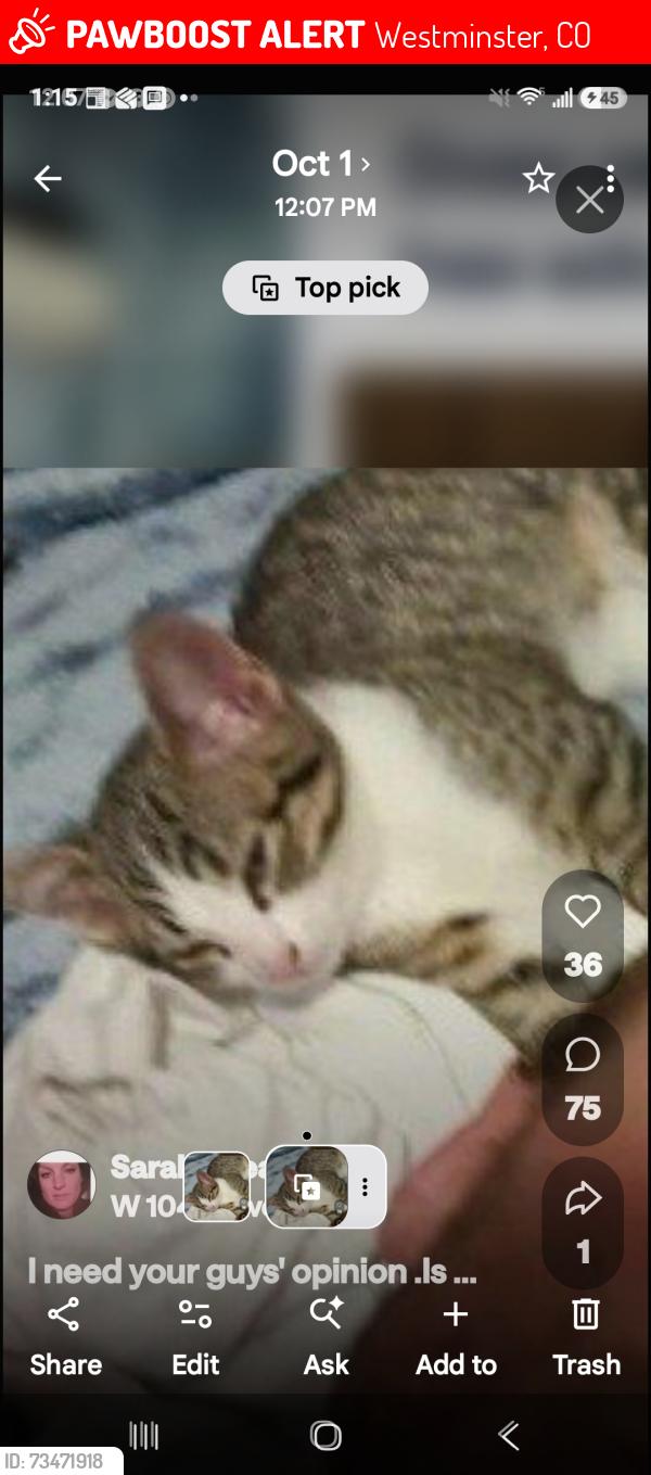 Lost Male Cat last seen Avalon westminster, Westminster, CO 80020