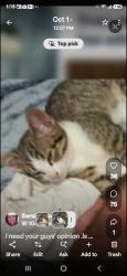 Lost Male Cat last seen Avalon westminster, Westminster, CO 80020