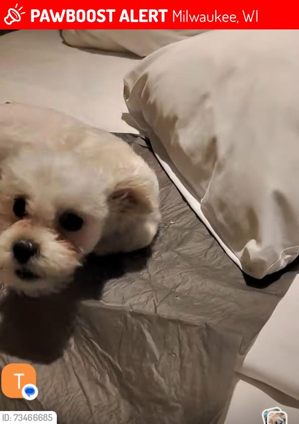 Lost Female Dog last seen Near w. Nash, Milwaukee, WI 53216