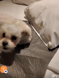 Lost Female Dog last seen Near w. Nash, Milwaukee, WI 53216
