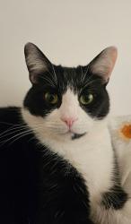 Reunited Male Cat last seen Kidbrooke area, Kidbrooke, England 