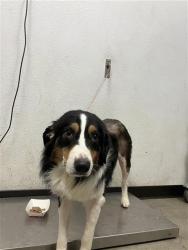 Shelter Stray Male Dog last seen Near BLOCK N FRESNO ST FRESNO 93710, 5277 E Airways Blvd, Fresno, CA 93727, USA