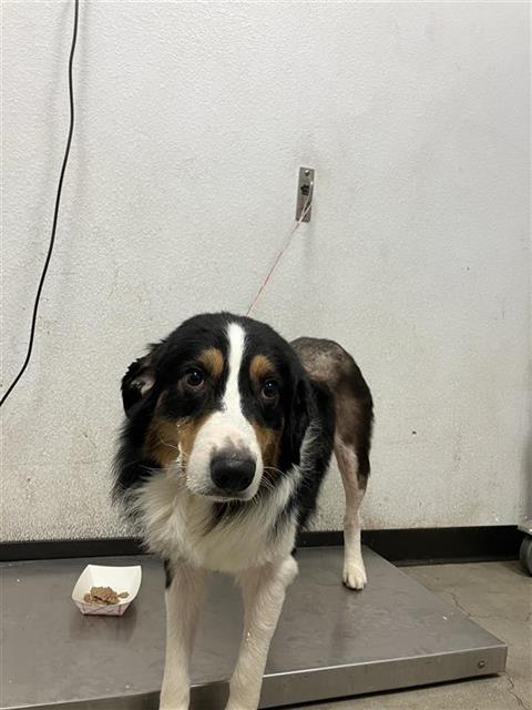 Shelter Stray Male Dog last seen Near BLOCK N FRESNO ST FRESNO 93710, 5277 E Airways Blvd, Fresno, CA 93727, USA