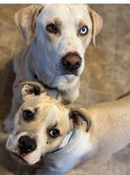 Reunited Male Dog last seen Happy acres park blaine mn, Blaine, MN 55434