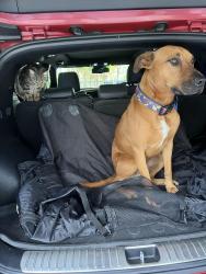 Lost Male Dog last seen Logan road, Holland Park West, QLD 4121