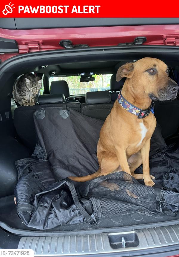 Lost Male Dog last seen Logan road, Holland Park West, QLD 4121