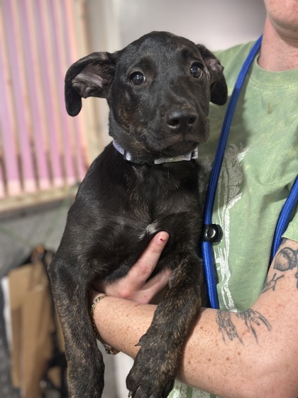 Shelter Stray Female Dog last seen Near foothill blvd, Oakland, CA, 1101 29th Ave, Oakland, CA 94601, USA