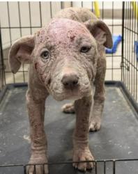 Shelter Stray Female Dog last seen 98th ave & E st, oakland, ca 94603, Oakland, CA, 1101 29th Ave, Oakland, CA 94601, USA