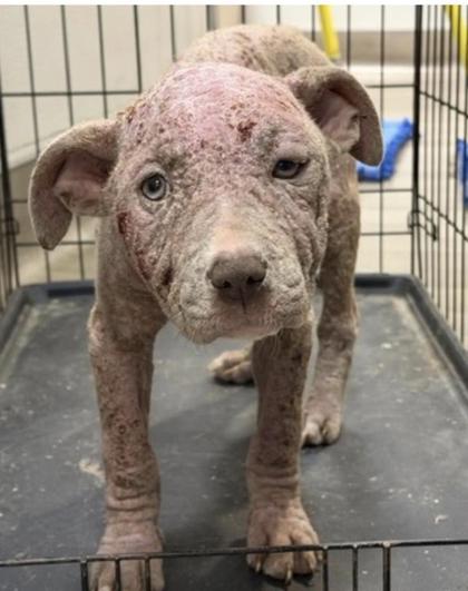 Shelter Stray Female Dog last seen 98th ave & E st, oakland, ca 94603, Oakland, CA, 1101 29th Ave, Oakland, CA 94601, USA