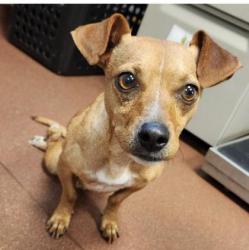 Shelter Stray Male Dog last seen San Leandro & seminary ave, Oakland, CA, 1101 29th Ave, Oakland, CA 94601, USA