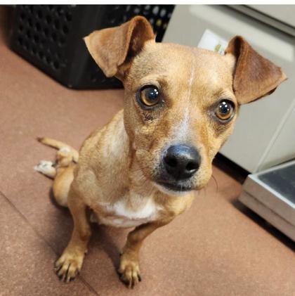 Shelter Stray Male Dog last seen San Leandro & seminary ave, Oakland, CA, 1101 29th Ave, Oakland, CA 94601, USA