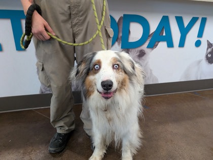 Shelter Stray Male Dog last seen Near CR 11, Lauderdale County, AL, 3240 Roberson Rd, Florence, AL 35630, USA