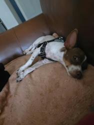 Reunited Male Dog last seen Charleston and Campbell, Las Vegas, NV 89107