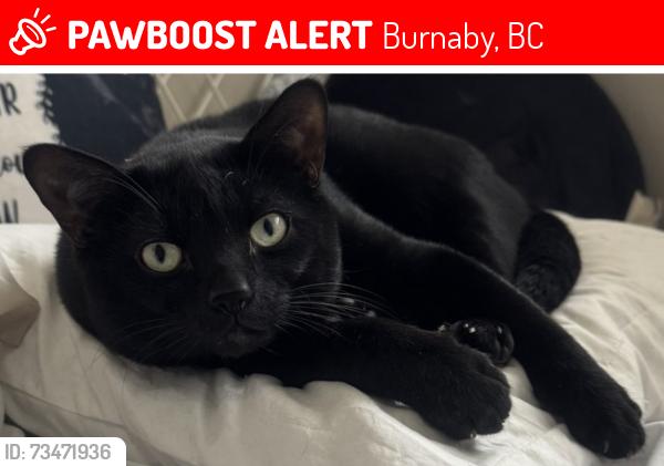 Lost Male Cat last seen Sussex Ave and Dow Ave, Burnaby, BC 