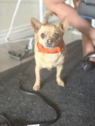 Lost Male Dog last seen 107th ave and butler, Peoria, AZ 85345
