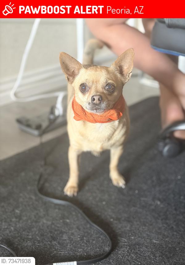 Lost Male Dog last seen 107th ave and butler, Peoria, AZ 85345