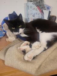 Reunited Male Cat last seen Ashburnham Road and princes Street, Southend-on-Sea, England 