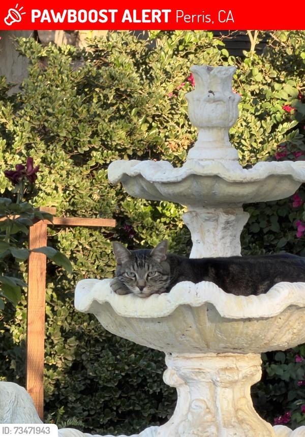 Lost Male Cat last seen Read st, Perris, CA 92570